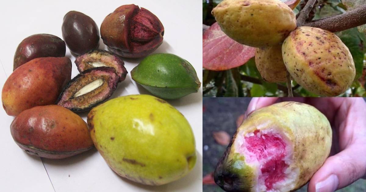 5 Fruits We Enjoyed During Our Childhood but Don't Know Their Names. No. 1 Is Still Called Fruit